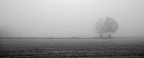 campi nella nebbia campi nella nebbia