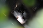occhi di gatto - consigli per zona 'bruciata'