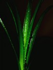 green green