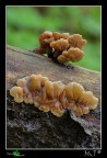 Funghi in compagnia.... Funghi in compagnia....