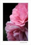 Un palpito in rosa.... Un palpito in rosa....