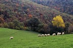 Mercatello sul Metauro Mercatello sul Metauro