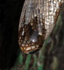 Lente d'ingrandimento