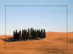 famoso gruppo di cipressi vicino a Siena