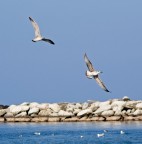 l'avevo visto prima io...