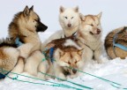 DOGSLEDGE DOGSLEDGE