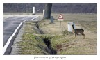 poso attraversare? poso attraversare?