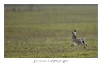Lepre (un po' di panning) Lepre (un po' di panning)