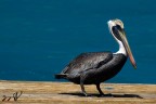 Il Pellicano Il Pellicano