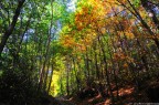 Forest Forest