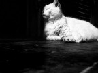 Gatto1 Gatto1