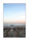 Brina all'alba Brina all'alba