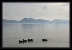 Lago trasimeno con papere