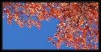 luci d'autunno luci d'autunno