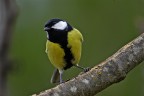cinciallegra cinciallegra