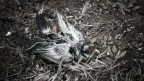 Natura morta Natura morta