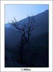 l'Albero l'Albero