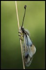 Libelloides sp. Libelloides sp.