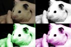 Topo Andy Warhol Topo Andy Warhol