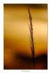 Silouette Silouette