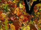Ancora l'autunno e i suoi colori Ancora l'autunno e i suoi colori