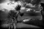 L'albero e la casetta