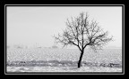 sopravvivero' all'inverno sopravvivero' all'inverno