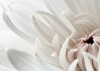 petali bianchi_2 petali bianchi_2