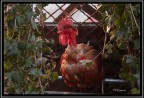 Gallo simpatico Gallo simpatico