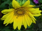 black&yellow black&yellow