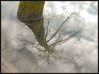 Tree reflections