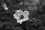 :::B/W::: :::B/W:::