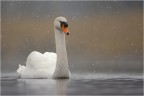 Cigno e neve Cigno e neve