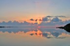 alba alba