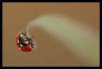 Coccinella su stelo d'erba Coccinella su stelo d'erba