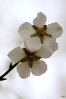 ::mandorlo in fiore:: ::mandorlo in fiore::