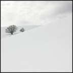 white white