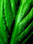 Il pianto verde... Il pianto verde...