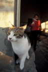 Ricovero per gatti randagi Chioggia VE -2007