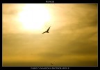wings wings