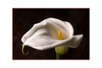 calla calla