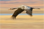 Panning Panning