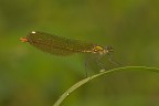 Calopteryx splendes (f) Calopteryx splendes (f)