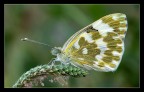 Pontia Edusa Pontia Edusa