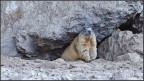 marmotta