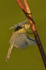 libellula..il nome non lo so...aiuto libellula..il nome non lo so...aiuto