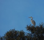 Cicogna Cicogna