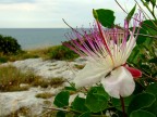 fiore di cappero fiore di cappero