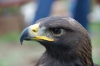 Aquila Reale 1 Aquila Reale 1