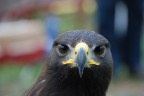 Aquila Reale 2 Aquila Reale 2